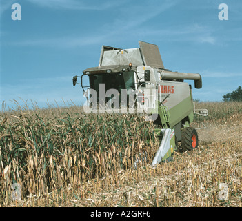 Un rendmt Lexion Claas moissonneuse-batteuse équipée d'un cueilleur maïs Conspeed combinant une récolte Octobre Devon Banque D'Images