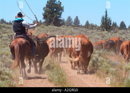 Conduite de Cowboy cattle dans le centre de l'Oregon high desert pays. (MR) Banque D'Images