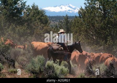 Cowgirl conduisant dans le centre de l'Oregon avec bétail enneigés des cascades dans la distance. (MR) Banque D'Images