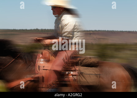 Cowgirl conduisant dans le centre de l'Oregon avec bétail enneigés des cascades dans la distance. (MR) Banque D'Images