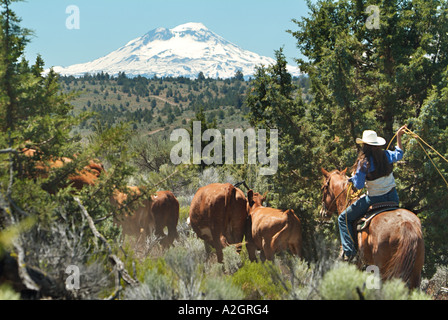 Cowgirl en bovins de conduite centre de l'Oregon. (MR) Banque D'Images