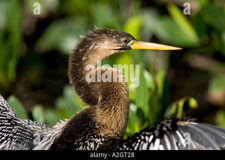 Ailes de séchage Anhinga. Banque D'Images