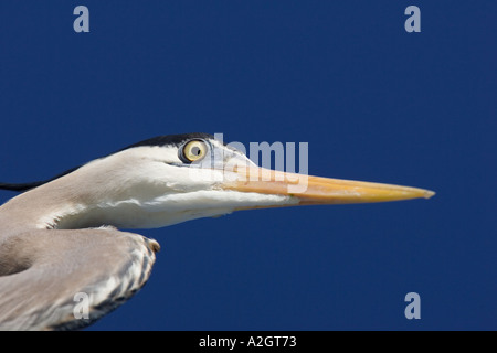 Grand Héron en close-up, en Floride, aux États-Unis. Banque D'Images