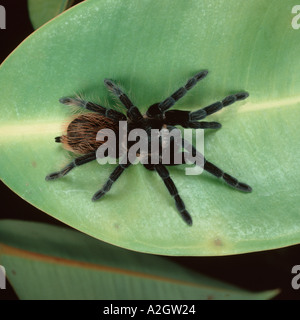 Croupion rouge mexicaine tarentule Brachypelma vagans sur une feuille Banque D'Images