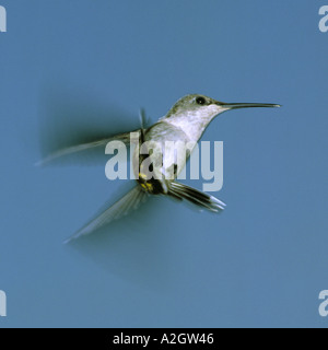 Une femelle colibri à gorge rubis (Archilochus colubris en vol Banque D'Images