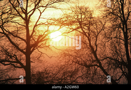 Coucher du soleil à travers les arbres d'hiver UK Banque D'Images