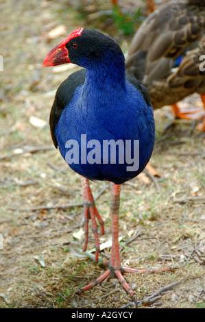 Nouvelle-zélande oiseaux indigènes pukeko, également connu sous le nom de Purple Swamp Hen. Banque D'Images