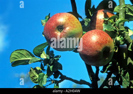 La cuisson des pommes 'Howgate Wonder' fruit sur l'arbre en septembre Wiltshire UK UE Banque D'Images
