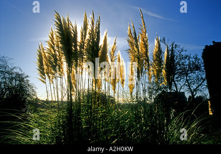 Les panaches de la pampa cortaderia selloana dans un jardin de taille moyenne Bromham Wiltshire England UK UE Banque D'Images