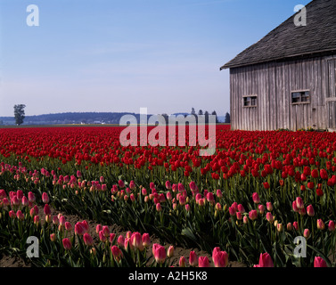 Domaine de tulipes rouges et roses avec weathered barn Skagit Valley Mount Vernon Washington Banque D'Images