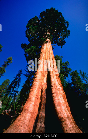 Jusqu'à un arbre Sequoia National Park Banque D'Images