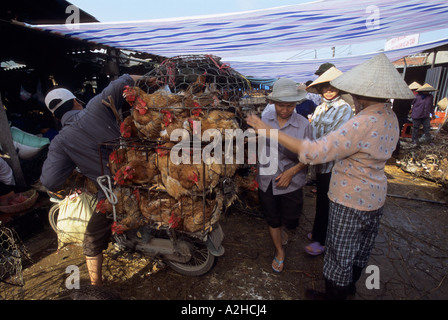 Volailles destinées à la vente, marché de Long Bien, Hanoi, Vietnam. À partir de la page sur la grippe aviaire en Asie. Banque D'Images