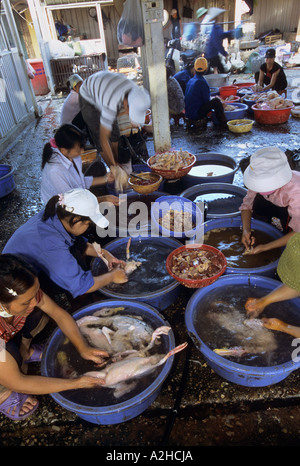 Volailles destinées à la vente, marché de Long Bien, Hanoi, Vietnam. À partir de la page sur la grippe aviaire en Asie. Banque D'Images