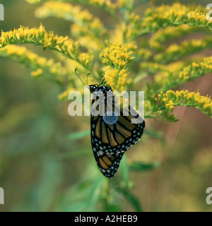 Un papillon Monarque Danaus plexippus avec le suivi des migrations d'un tag sur son aile repose sur des fleurs jaunes Banque D'Images