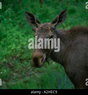 Portrait of a 1 ans bull moose le nord de l'Ontario, Canada Banque D'Images