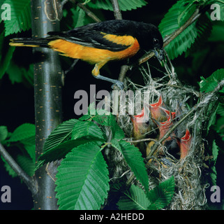 Un homme adulte Oriole de Baltimore lui apporte de la nourriture à ses cinq poussins affamés dans leur nid Banque D'Images