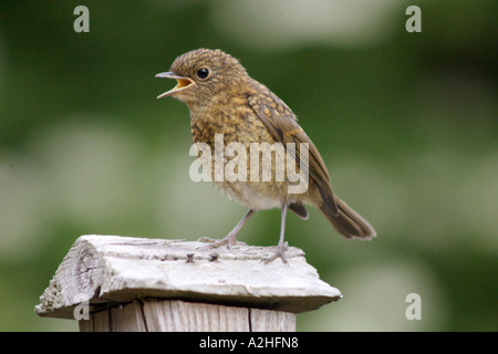 Robin, Erithacus rubecula aux abords, jeune sur jardin clôture, UK Banque D'Images