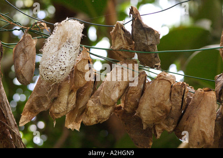 Papillon Attacus Atlas, atlas, les pupes d'accrocher sur les cordes, en captivité dans une ferme aux papillons, UK Banque D'Images