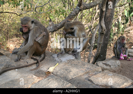 Les mères et les bébés, Toque singe macaque Monkey ( ) à la grotte temples de Dambulla, Sri Lanka Banque D'Images