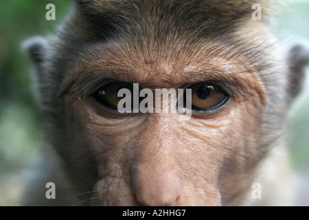 Toque Macaque Monkey ( ou Singe Macaca ) à la grotte temples de Dambulla, Sri Lanka Banque D'Images