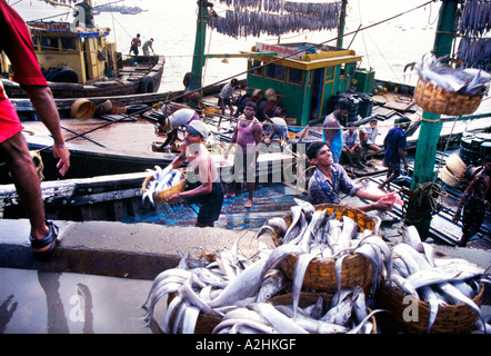 Les pêcheurs indiens déchargement manuel de la prise par Sassun Dock, Bombay Banque D'Images
