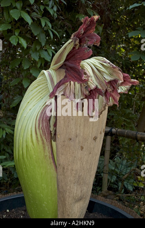 L'usine de l'arum titan se prépare à fleur à l'Eden Project à Cornwall Banque D'Images