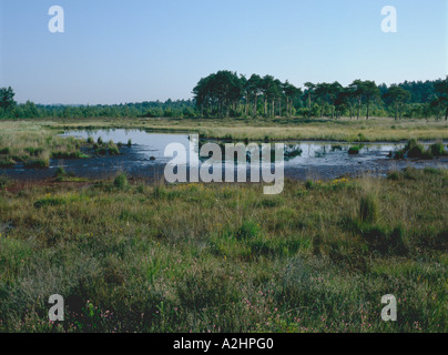 Tourbière Landes Thursley SSSI Commun Banque D'Images