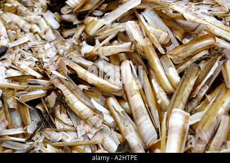 Masses de Razorshells, Ensis siliqua Pod, échoués le long rivage sur la plage de Holkham, Norfolk, UK Banque D'Images