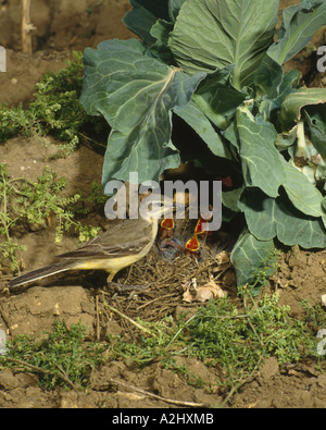 Bergeronnette de femelle au nid au printemps alimentation des jeunes verts Juin Angleterre Surrey Banque D'Images