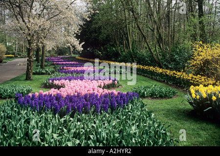 Un affichage coloré des jacinthes et autres fleurs de printemps qui fleurit dans les jardins de Keukenhof près d'Amsterdam Banque D'Images