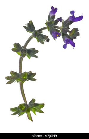 Sage pré découpe. Bourgeons Flowerheads on stem Surrey England Banque D'Images