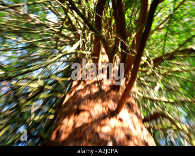 Séquoia géant Sequoiadendron giganteum en forêt privée Hanley Castle Malvern Worcestershire Angleterre Banque D'Images