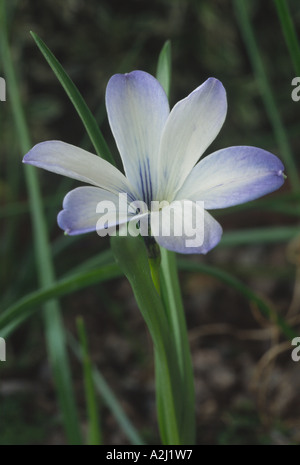 Tecophilaea cyanocrocus 'Leichtlinii'. Crocus bleu chilien de l'AGA. Banque D'Images