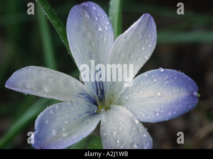 Tecophilaea cyanocrocus 'Leichtlinii'. Crocus bleu chilien de l'AGA. Banque D'Images