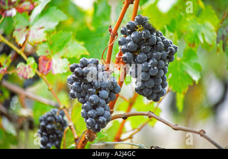 Grappes de raisins Cabernet Sauvignon mûr dans le vignoble de Château du Tertre, Margaux. Gouttes gouttelettes d'eau sur les raisins, Margaux Medoc Bordeaux Gironde Aquitaine France Europe Banque D'Images