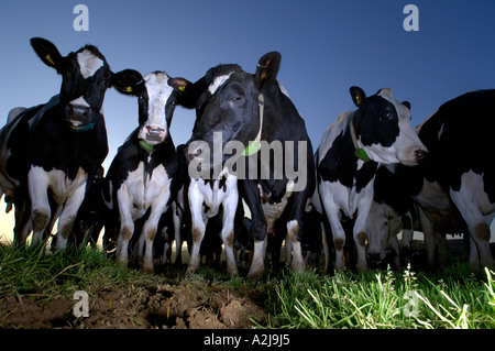 Un troupeau de vaches laitières Holstein Friesan in field Banque D'Images