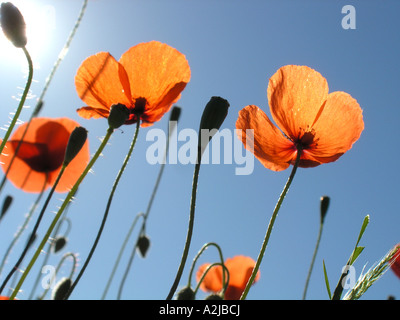 De nombreux coquelicots rouges communs dans un champ vu d'en bas contre le ciel bleu Banque D'Images