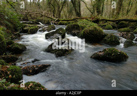 La rivière coule Bovey autour des roches au cours de l'automne dans le bois, près de Lustleigh Hisley, Devon, UK Banque D'Images