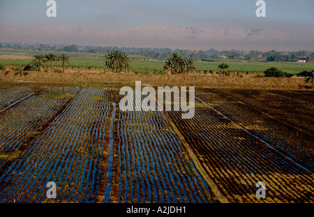 Afrique, Egypte, Louxor, vue aérienne de champs de canne à sucre sur la Cisjordanie où les fertiles terres agricoles se réunit le désert Banque D'Images