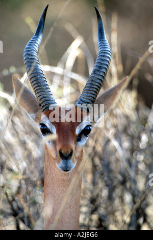 Kenya, Samburu national wildlife préserver, portrait d'homme, gerenuk Litocranius walleri, de grands yeux, cornes courbes Banque D'Images