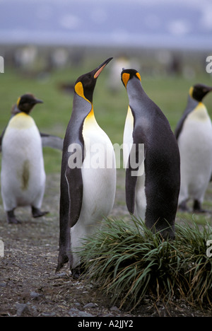 L'antarctique, Sub-Antarctic, la Géorgie du Sud. Le Roi des pingouins dans l'herbe à buttes Banque D'Images