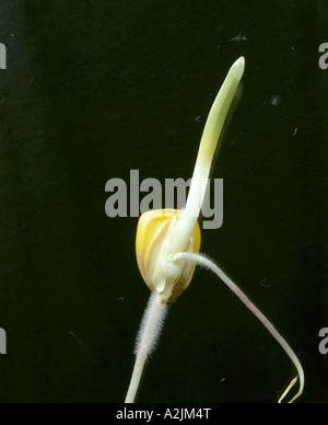 Les champs de maïs / noyau en germination montrant les racines primaires et secondaires, des poils absorbants et coléoptile Banque D'Images