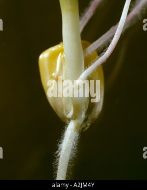 Le maïs de germination GERMINATION/NOYAU AVEC LES RACINES PRIMAIRES ET SECONDAIRES, des poils absorbants et coléoptile Banque D'Images