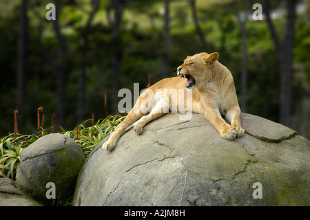 L'African Lion (Panthera leo) Banque D'Images