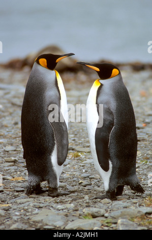 Paire de manchots royaux sur rock beach à Grytviken, Géorgie du Sud Banque D'Images