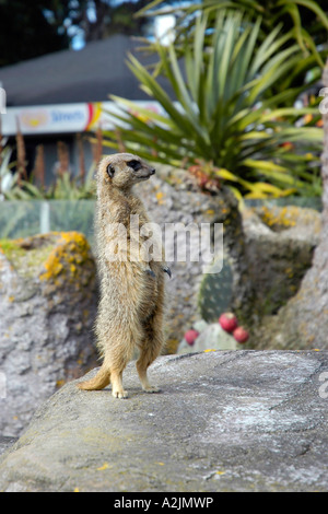 Meerkat, zoo de Wellington, Wellington en Nouvelle-Zélande. Banque D'Images