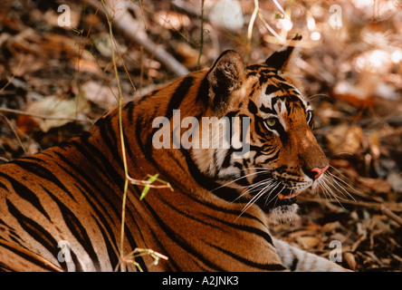 Tigre du Bengale, Panthera tigris, Bandhavgarh Nat'l Park, Khajuraho, Madhya Pradesh, Inde, tigre du Bengale se reposant Banque D'Images