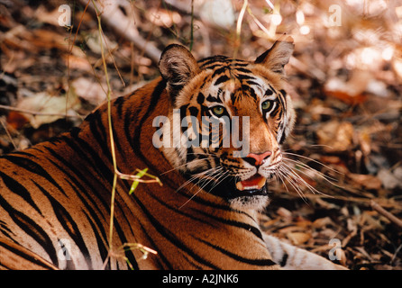 Tigre du Bengale, Panthera tigris, Bandhavgarh Nat'l Park, Khajuraho, Madhya Pradesh, Inde, tigre du Bengale se reposant Banque D'Images