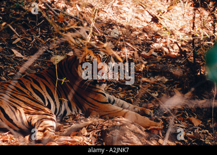 Tigre du Bengale, Panthera tigris, Bandhavgarh Nat'l Park, Khajuraho, Madhya Pradesh, Inde, tigre du Bengale se reposant à l'ombre Banque D'Images