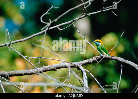 Green Bee-eater Merops orientalis, Bandhavgarh, Nat'l Park, Khajuraho, Madhya Pradesh, Inde Banque D'Images